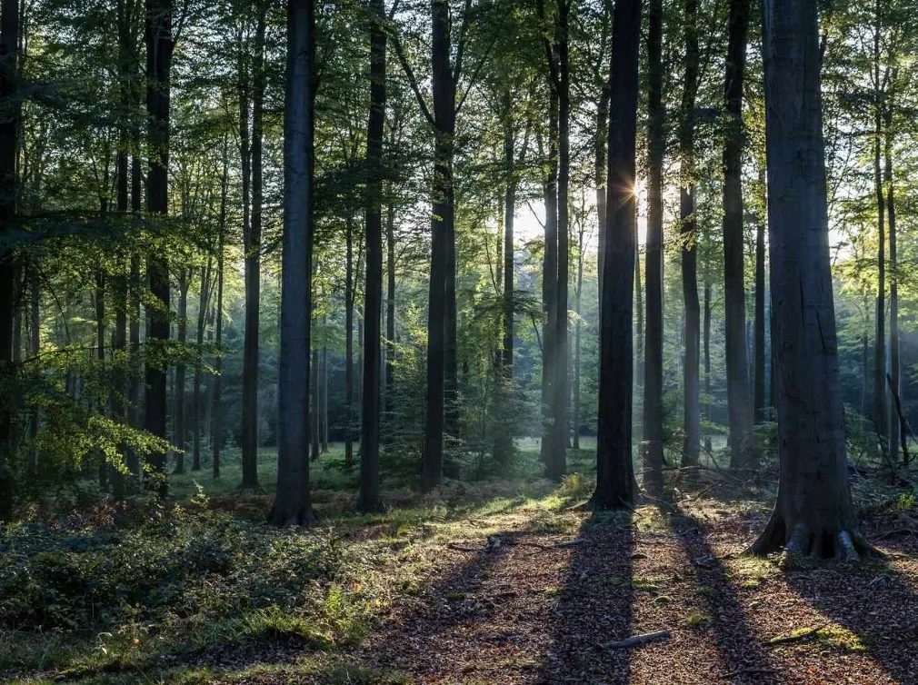 Sereď – Spoluvlastnícke podiely na lesoch (urbár)
